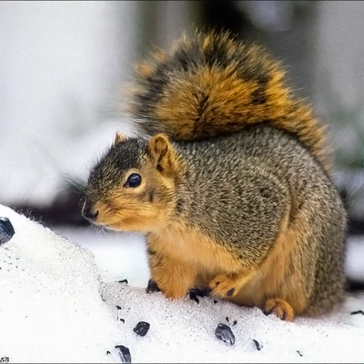 PixelDiT2 sample, ImageNet class: fox squirrel