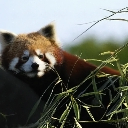 PixelDiT2 sample, ImageNet class: lesser panda