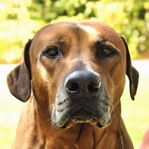 PixelDiT2 sample, ImageNet class: Rhodesian ridgeback